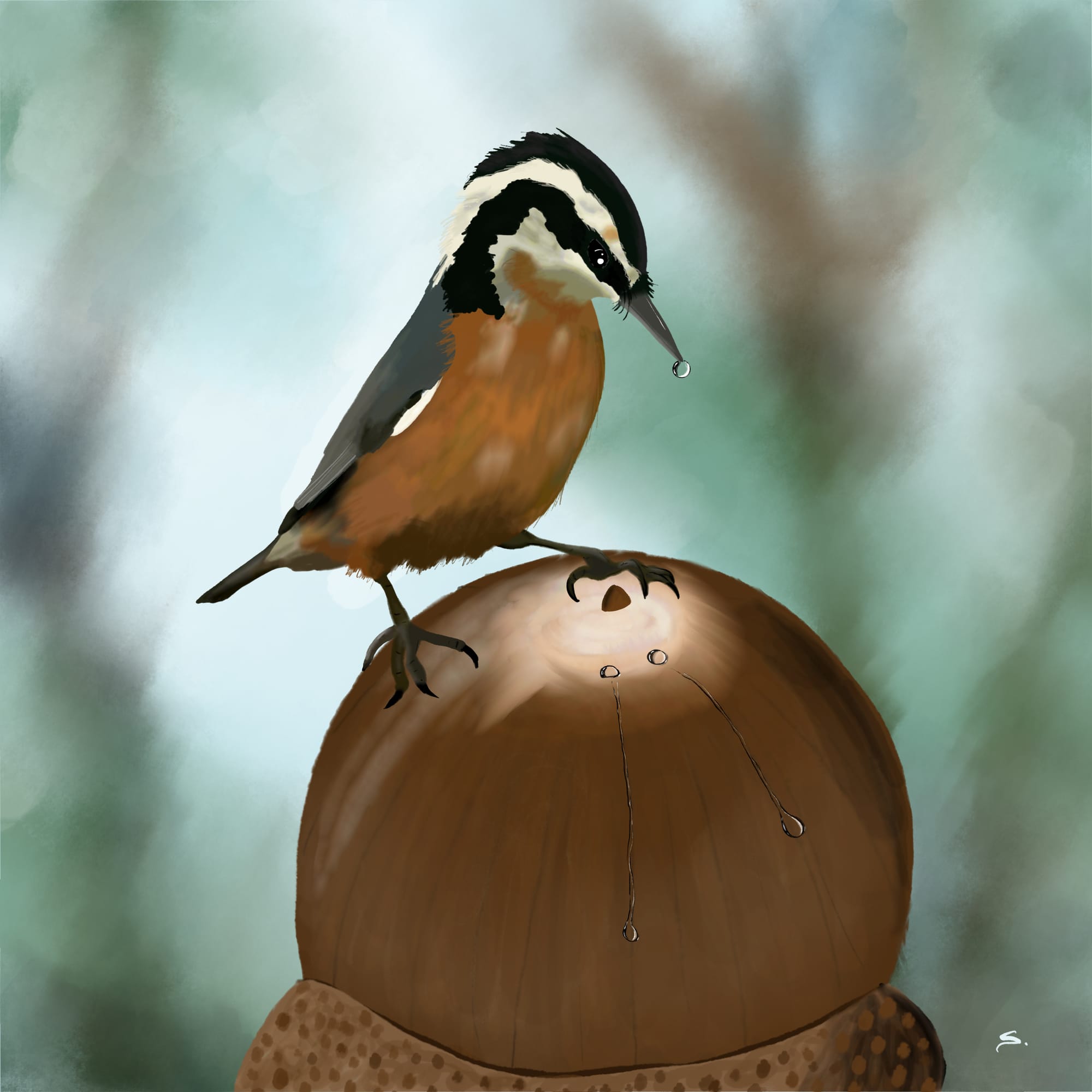 A redbreasted nuthatch stands on an acorn with a bead of water on its beak watching two other drops of water run down the acorn in longitutinal paths - deviating from each other on the surface. a blured forest background is in the backdrop.
