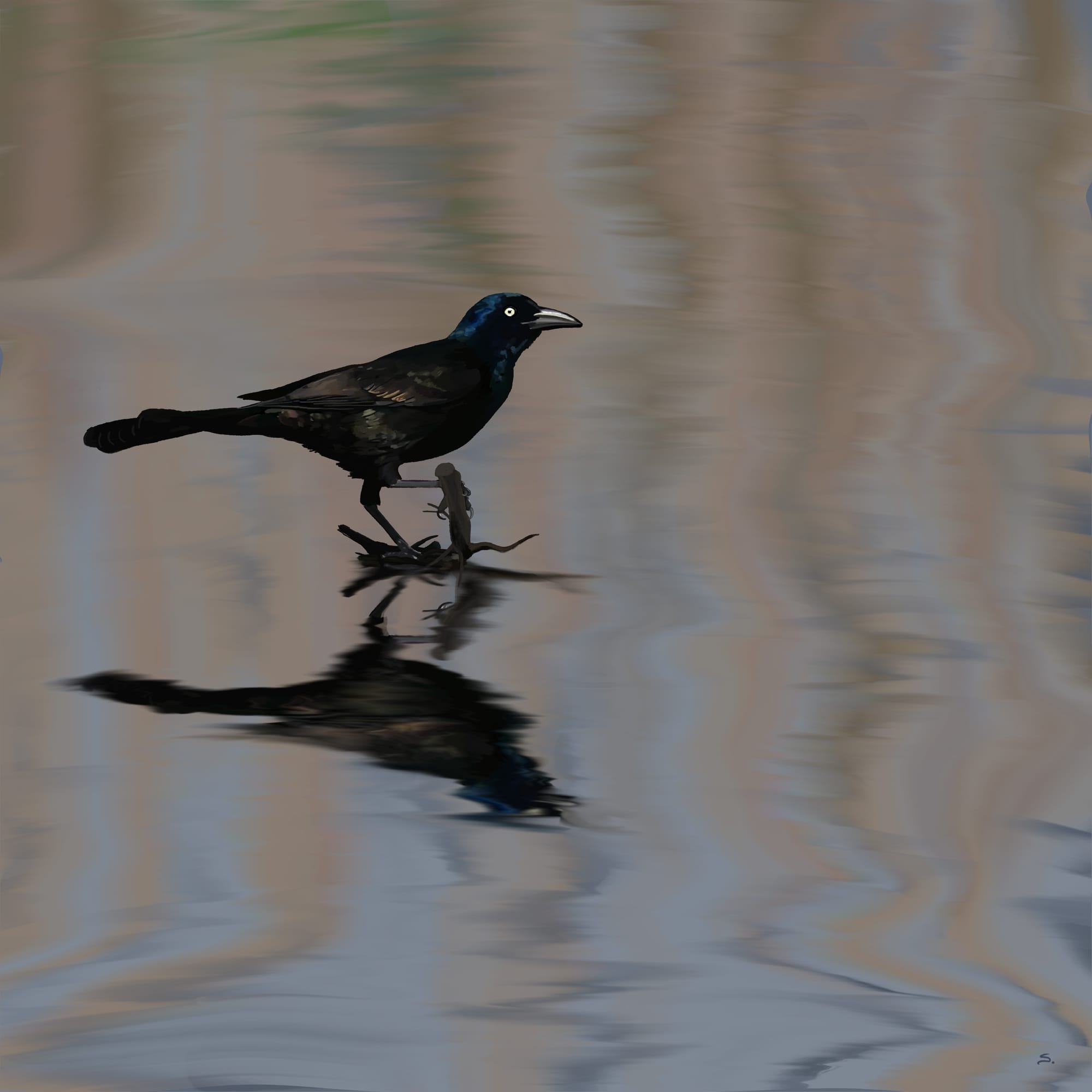 A brewers blackbird with a black iridescent body and yellow eye on a twig in the water. The legs reflected make a sigma symbol. The water is blues and browns smeared color with a slightly smeared reflection.