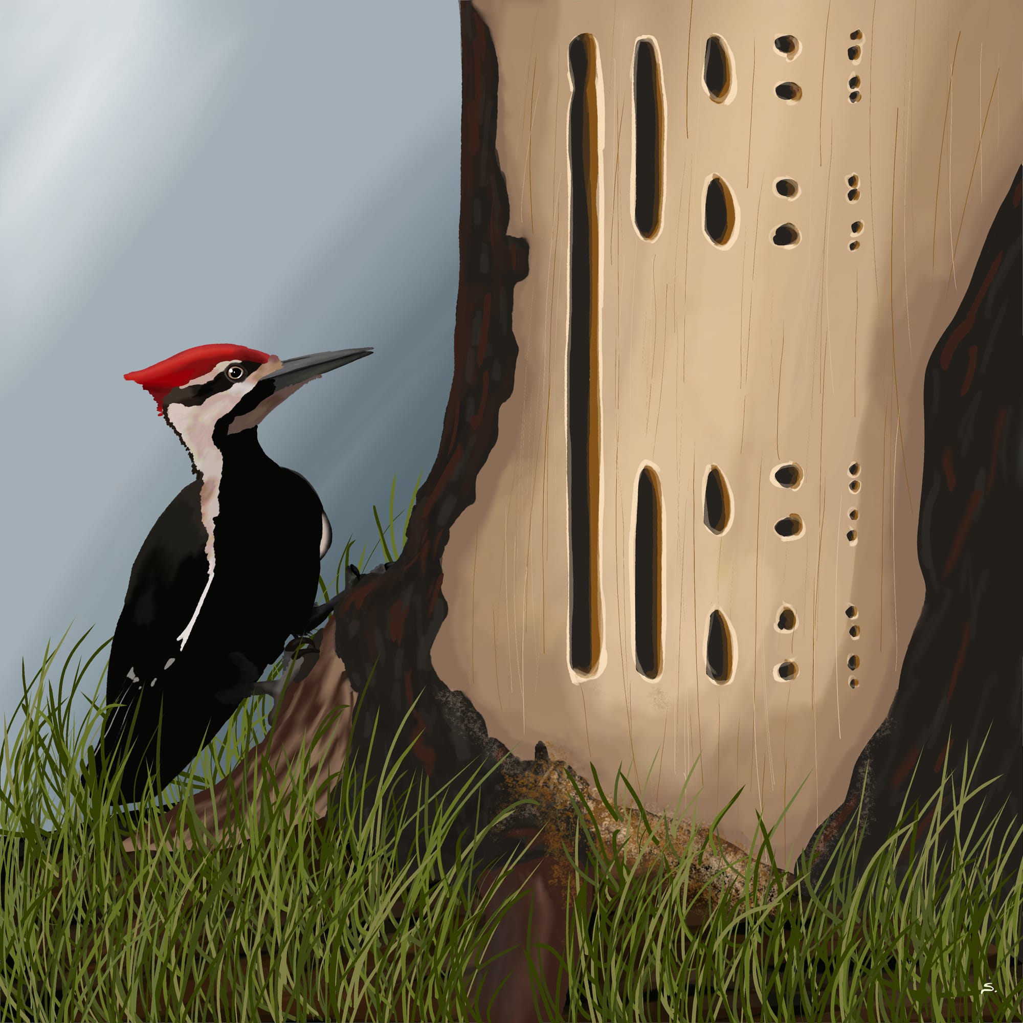 A pileated woodpecker sits at the base of a tree that has a cantor set excavated, where the lines for the cantor set ar vertically drawn by long excavation trenches. The bird has a bright red cap and is making eye contact with the viewer. There is partial bark at the edges of the tree and grass on the ground. 