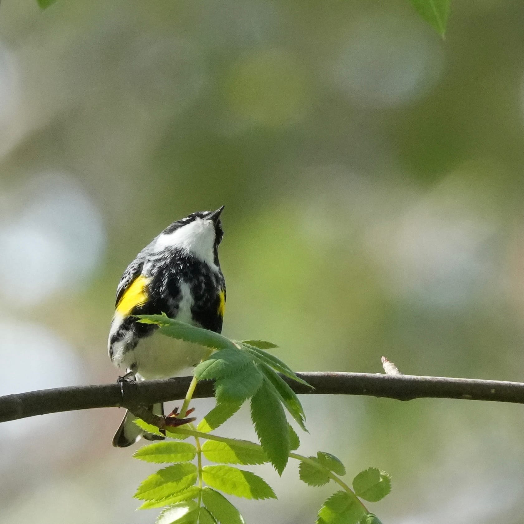 a yellow rumped warbler looking up to the right with a white chin visible. the little yellow under the wings and black striping on the breast is visible. Other aspects include a blurred background, a single horizontal branch, and green leaves (possibly a nut tree) partially obstructint the bird and forking below.