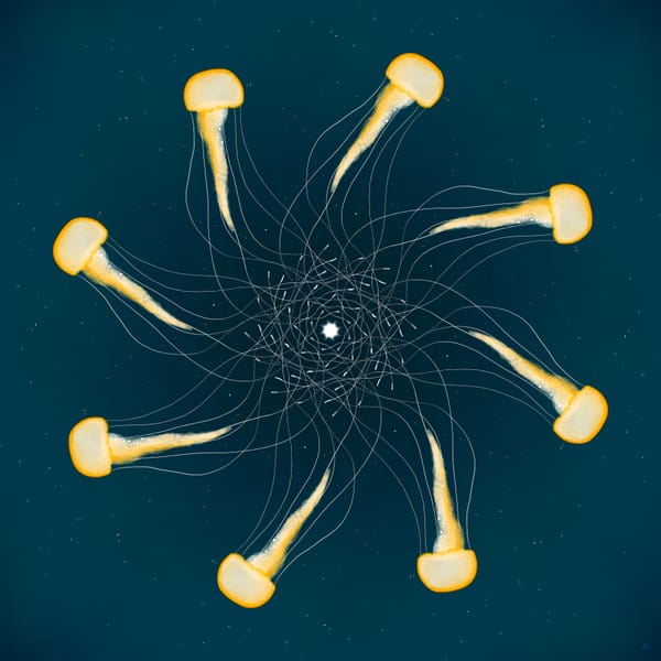 a mandala of jellyfish with overlapping tentacles 