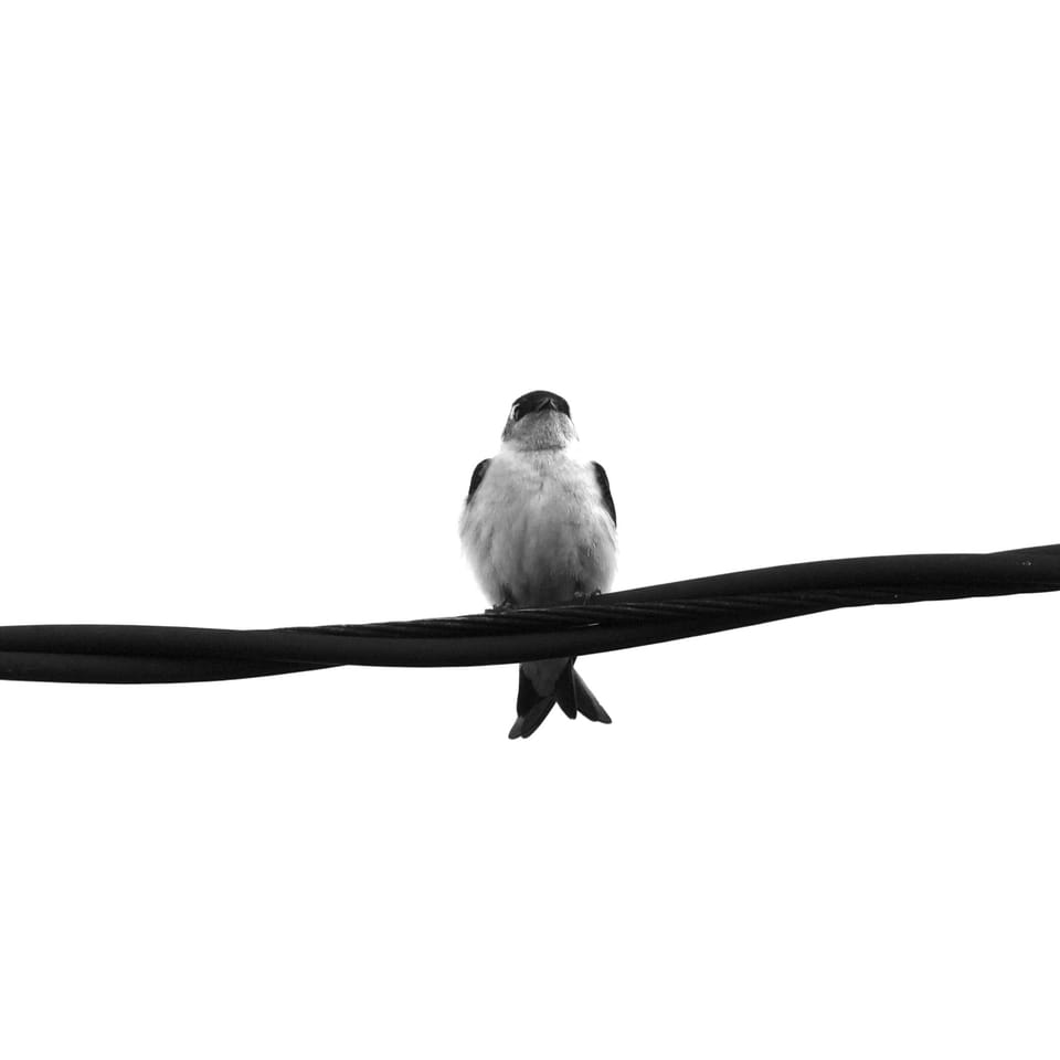 A violet green swallow on a power line from below - black and white with sky blown out. 